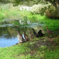 Перед заплывом :: Лидия Бусурина