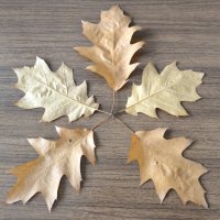 Пять листьев дуба остролистного :: Дмитрий Никитин