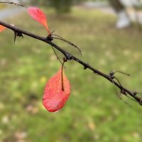 ***ветка осенняя*** :: Olga Oskolkova ***ветка осенняя*** :: Olga Oskolkova