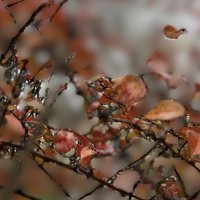 ***ветка в каплях дождя*** :: Olga Oskolkova