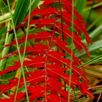 природа 30 октября 6 :: Александр Прокудин