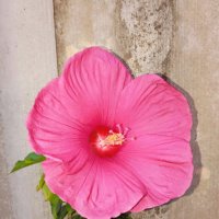 Гибискус :: Константин Штарк