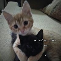 Котики с любовью :: kuuderich