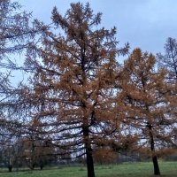 Лиственница :: Сапсан 