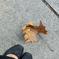 Лист кленовый :: Екатерина Максимова