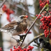 *** :: Владимир Безбородов