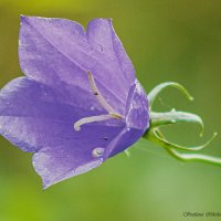 Колокольчик персиколистный :: Светлана Ищенко