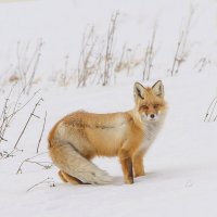 Патрикеевна :: Михаил Белоусов