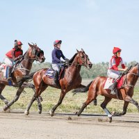 Скачки :: SanSan 