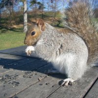 "Впереди холода , впереди голодать..." :) :: Валерий Кокорев