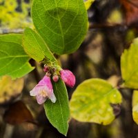 ***маленький - удаленький*** :: Olga Oskolkova