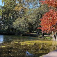 Багрец и золото октября. :: Ольга 