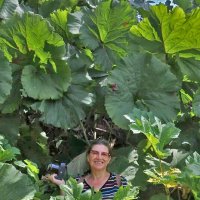 О лопухах Сахалина :: ИРЭН@ .