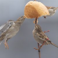 из жизни воробьев . :: юрий макаров