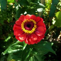 Циния :: Валентин Семчишин