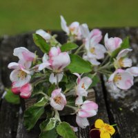 Майское :) :: Татьян@ Ивановна Майское :) :: Татьян@ Ивановна