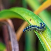 Неожиданная встреча 31 октября. :: Анатолий. Chesnavik.