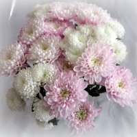 Нежность :: Ирина Олехнович