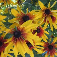 В ярких красках :: Ирина Олехнович