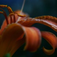 Лилия :: Оксана Н.