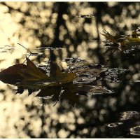 *** :: Aleksandr Gal