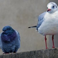 Мне такой кавалер не нужен! :: Alexandеr P