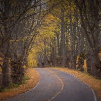 **** :: Елизавета .