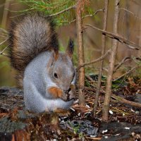 * :: Александр Зуев