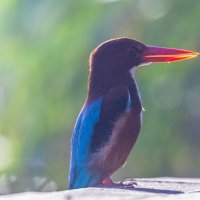 Я утро встречаю с расветом :: Адик Гольдфарб