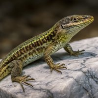 Ящерица :: Aleksey Afonin Ящерица :: Aleksey Afonin