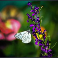 Бабочка. :: Александр 