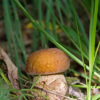 Крепыш. :: Сергей Рожков