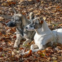 Жили два друга ... :: Aleksey Afonin