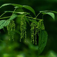 Цветущая крапива :: mihail 