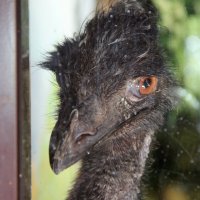 Портрет :: Tim Andrews