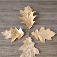 Чеьыре листочка остролистного дубочка :: Дмитрий Никитин Чеьыре листочка остролистного дубочка :: Дмитрий Никитин