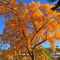 *** :: Игорь Kуленко