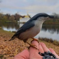 Поползень :: Сапсан 