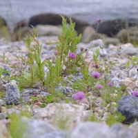 На пляже в андалакше :: esadesign Егерев