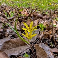 *** :: Яна Горбунова