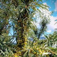 Прогулка по променаду Круизного терминала :: Veera V Прогулка по променаду Круизного терминала :: Veera V