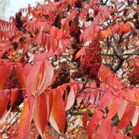 ,,, :: Сергей Тимоновский