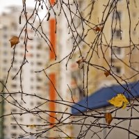 Дождливый день :: Валерий Иванович