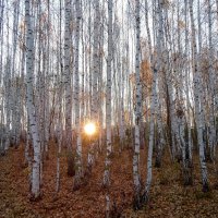 Выйди, Солнышко скорей : приласкай и обогрей! :: Елена Хайдукова ( Elena Fly )