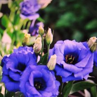 Во всей красе :: Людмила Смородинская