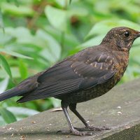 Молодой чёрный дрозд :: Лина 