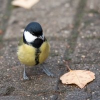 "Что это? Уже осень?" :: Владимир Безбородов