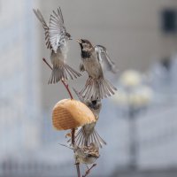 из жизни воробьев . :: юрий макаров