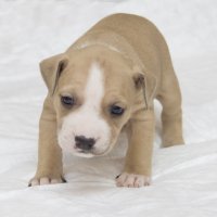 Щенок Питбуля :: Дима Пискунов