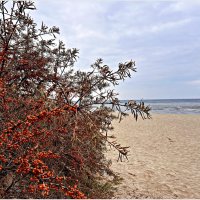 На берегу. :: Валерия Комова На берегу. :: Валерия Комова